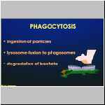 Dia #17 Phagocytose