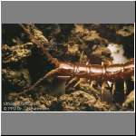 Lithobius1.jpg